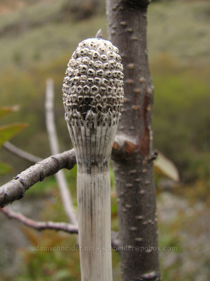 last year's horsetail (Equisetum laevigatum) [Alder Springs Trail, Jefferson County, Oregon]