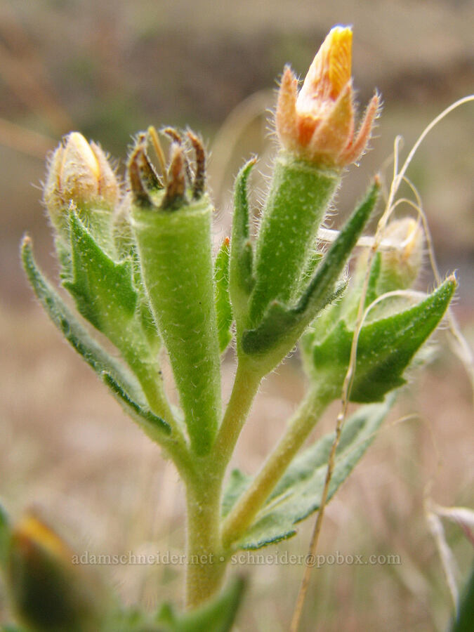 white-stem blazing-star/stick-leaf (Mentzelia albicaulis) [Alder Springs Trail, Jefferson County, Oregon]
