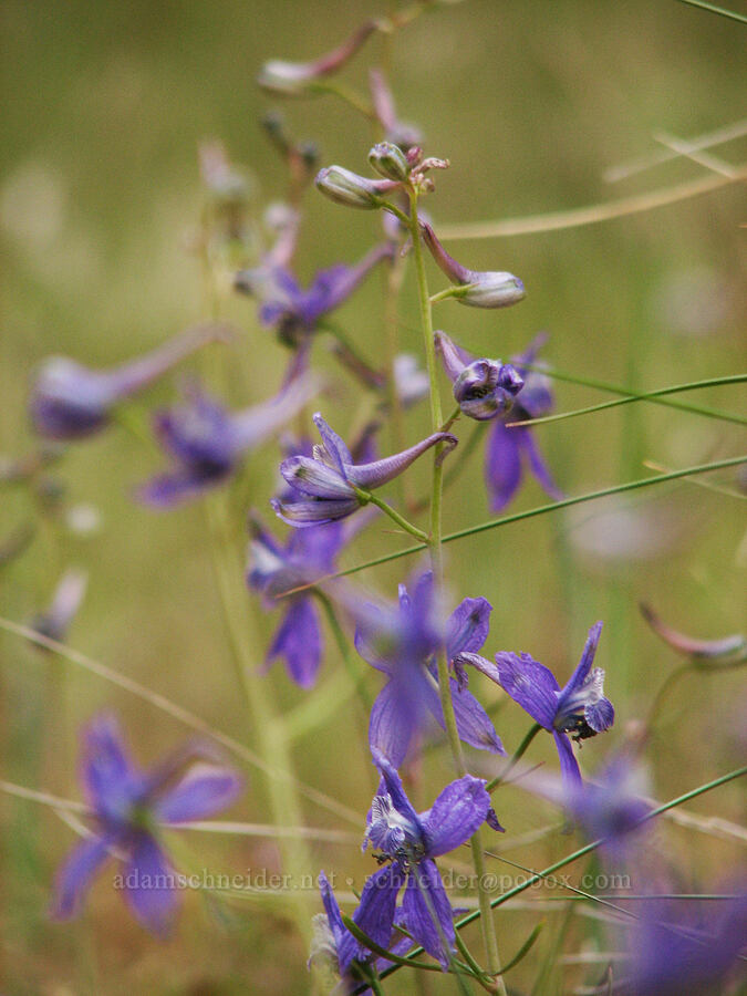 larkspur (Delphinium nuttallianum) [Alder Springs, Jefferson County, Oregon]