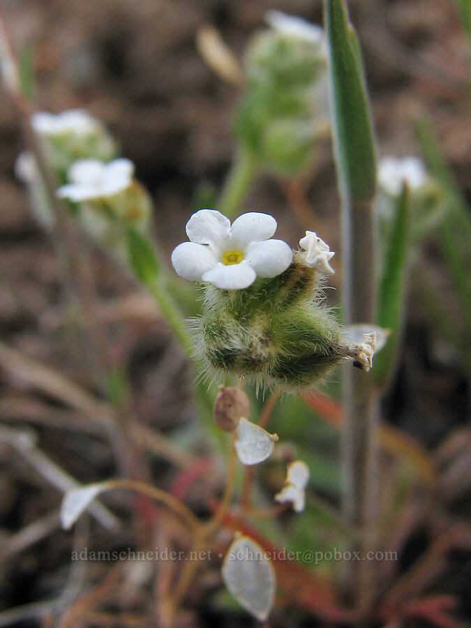 cryptantha or popcorn flower [Alder Springs Trail, Jefferson County, Oregon]