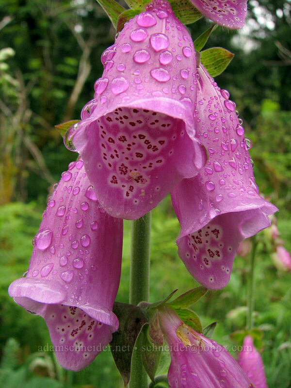 foxglove (Digitalis purpurea) [Cascade Head Trail, Tillamook County, Oregon]