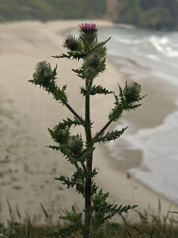 edible thistle (Cirsium edule) [Cascade Head Trail, Tillamook County, Oregon]