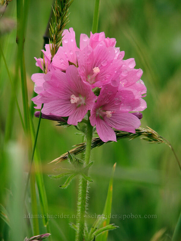 hairy-stem checker mallow (Sidalcea hirtipes) [Cascade Head Trail, Tillamook County, Oregon]