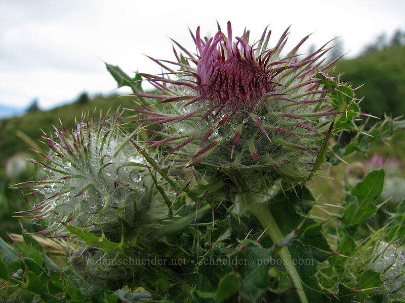 edible thistle (Cirsium edule) [Cascade Head Trail, Tillamook County, Oregon]