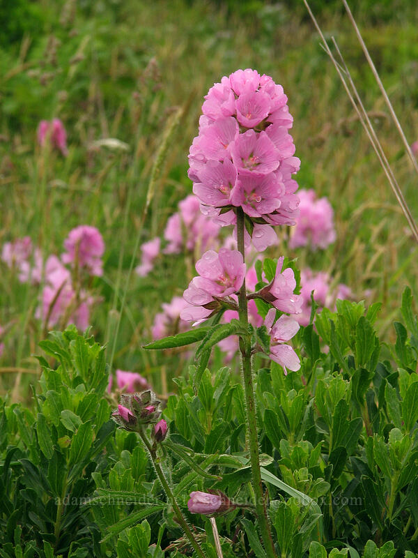 hairy-stem checker mallow (Sidalcea hirtipes) [Cascade Head Trail, Tillamook County, Oregon]