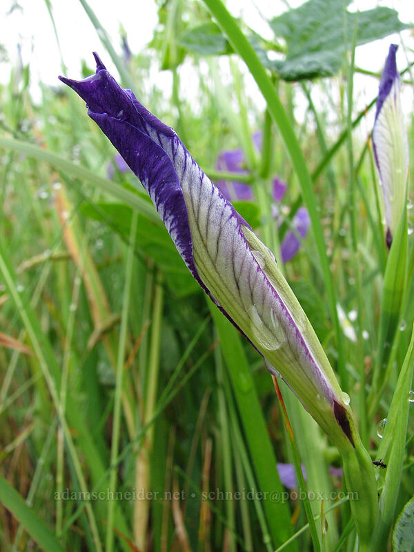 Oregon iris (Iris tenax) [Cascade Head Trail, Tillamook County, Oregon]