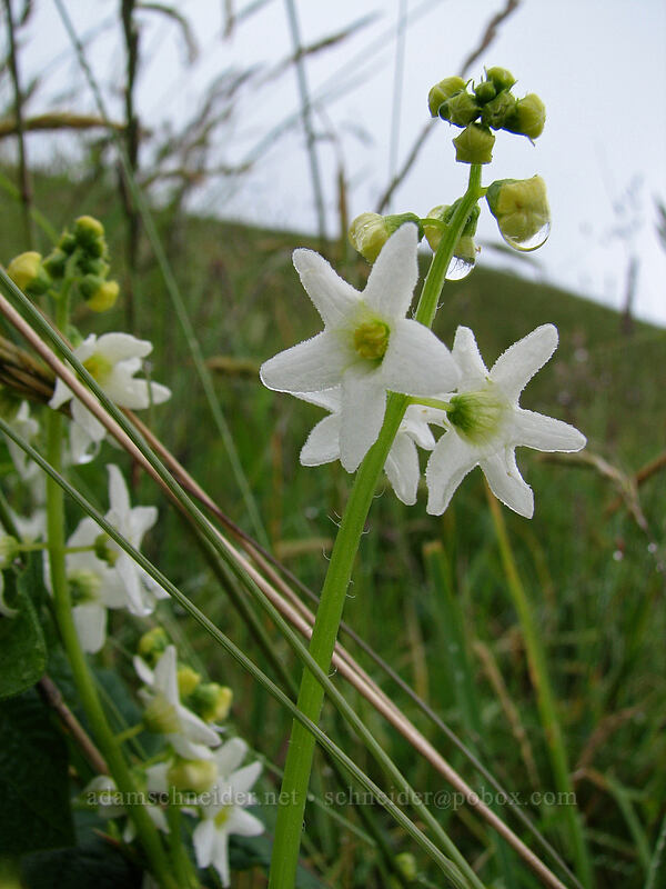 coast manroot (Marah oregana (Marah oreganus)) [Cascade Head Trail, Tillamook County, Oregon]