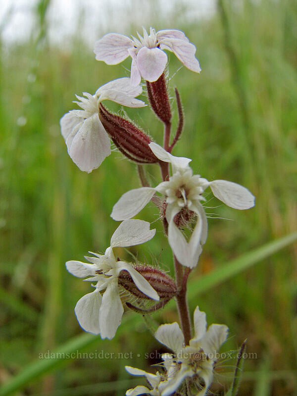 common catchfly (Silene gallica) [Cascade Head Trail, Tillamook County, Oregon]