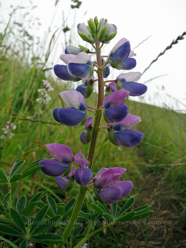 streambank lupine (Lupinus rivularis) [Cascade Head Trail, Tillamook County, Oregon]
