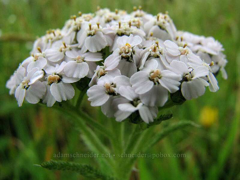 yarrow (Achillea millefolium) [Cascade Head Trail, Tillamook County, Oregon]