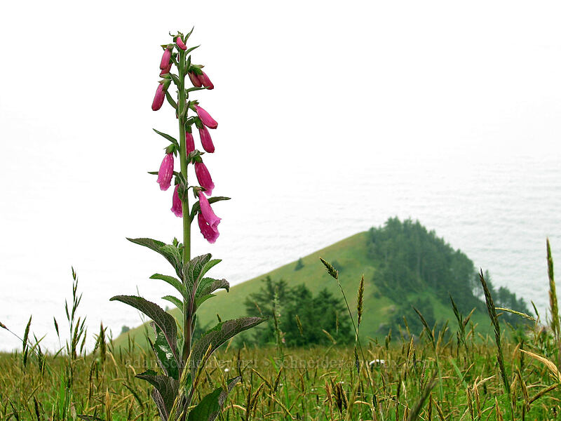 foxglove (Digitalis purpurea) [Cascade Head Trail, Tillamook County, Oregon]