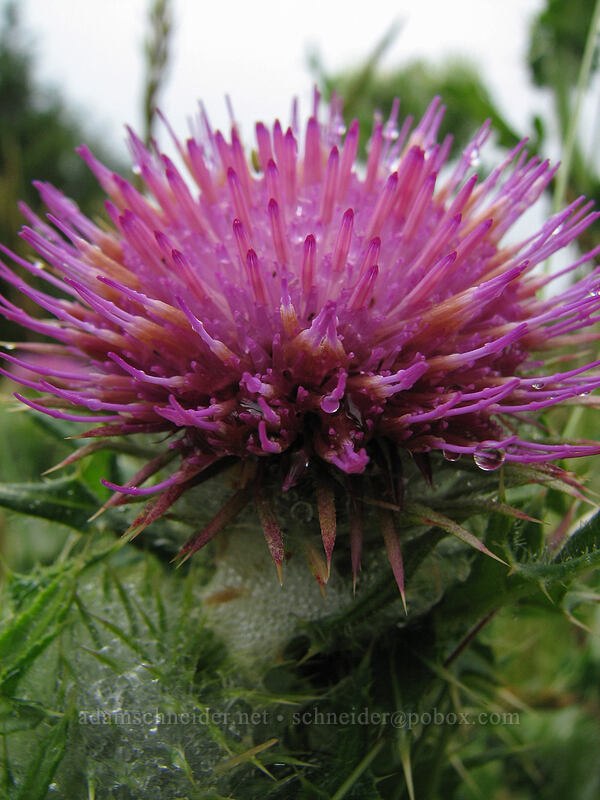 edible thistle (Cirsium edule) [Cascade Head Trail, Tillamook County, Oregon]