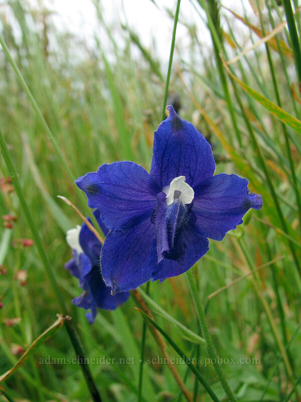 larkspur (Delphinium menziesii) [Cascade Head Trail, Tillamook County, Oregon]
