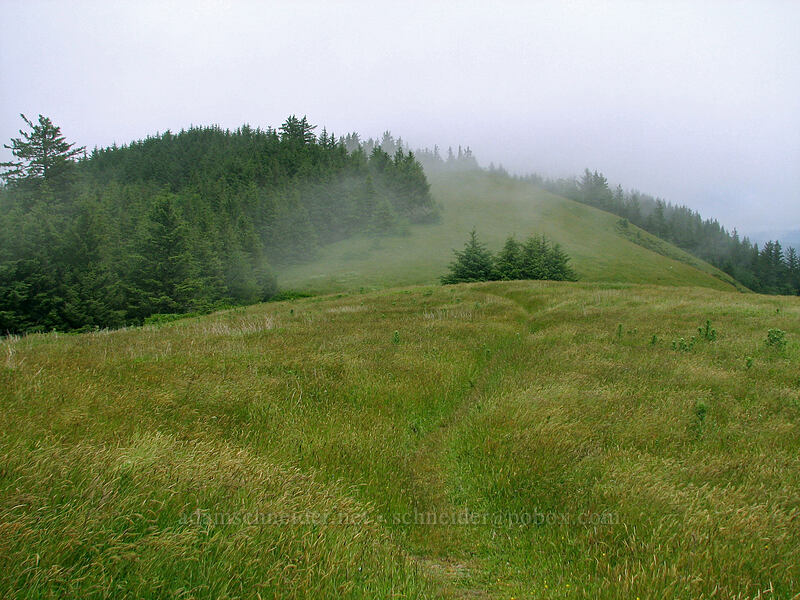 top of Cascade Head [Cascade Head Trail, Tillamook County, Oregon]