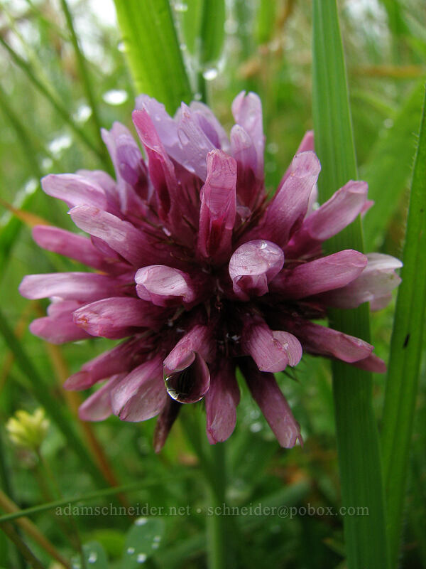 cow's clover (Trifolium wormskioldii) [Cascade Head Trail, Tillamook County, Oregon]
