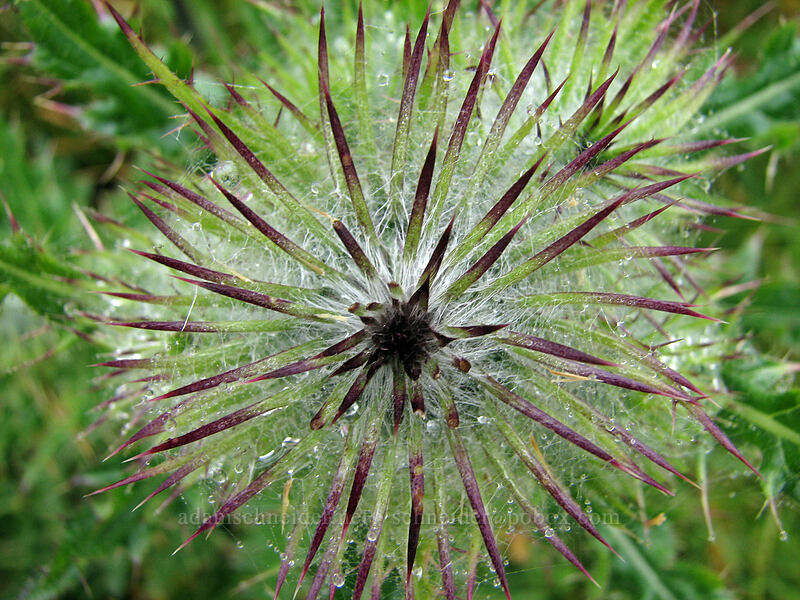 edible thistle (Cirsium edule) [Cascade Head Trail, Tillamook County, Oregon]