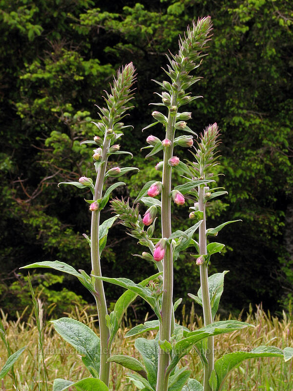 foxglove (Digitalis purpurea) [Cascade Head Trail, Tillamook County, Oregon]