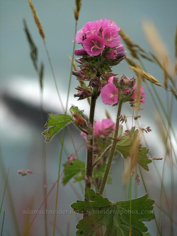 hairy-stem checker mallow (Sidalcea hirtipes) [Cascade Head Trail, Tillamook County, Oregon]