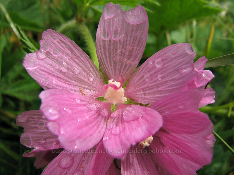 hairy-stem checker mallow (Sidalcea hirtipes) [Cascade Head Trail, Tillamook County, Oregon]
