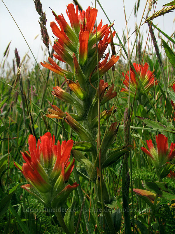 Oregon Coast paintbrush (Castilleja litoralis (Castilleja affinis ssp. litoralis)) [Cascade Head Trail, Tillamook County, Oregon]