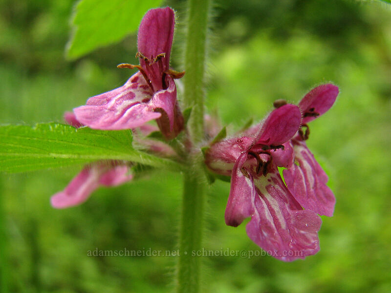 Mexican hedge nettle (Stachys mexicana) [Cascade Head Trail, Tillamook County, Oregon]