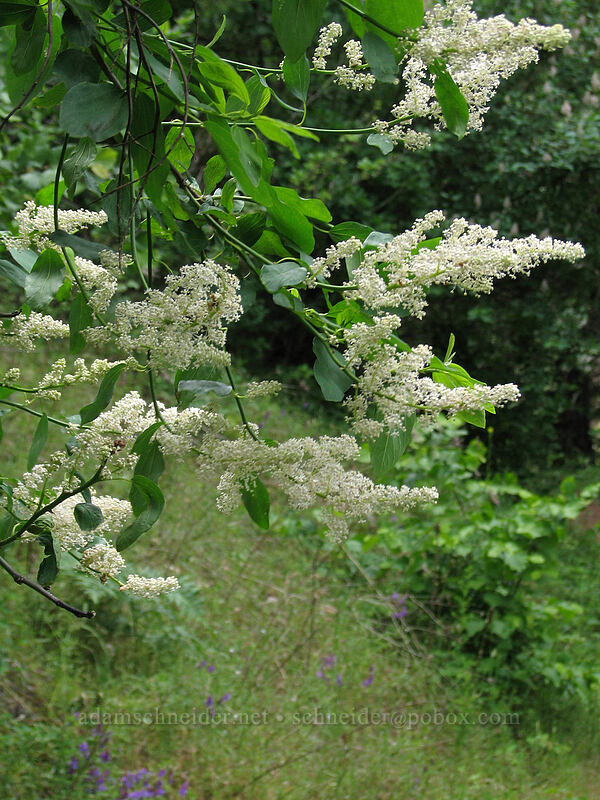 deer brush (Ceanothus integerrimus) [Augspurger Trail, Skamania County, Washington]
