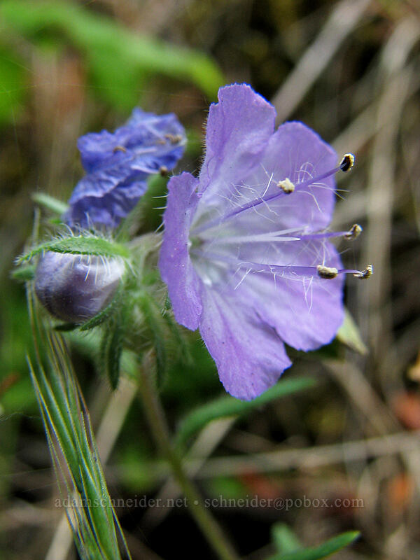 thread-leaf phacelia (Phacelia linearis) [Augspurger Trail, Skamania County, Washington]
