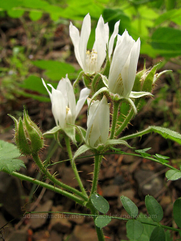 trailing blackberry flowers (Rubus ursinus) [Augspurger Trail, Skamania County, Washington]