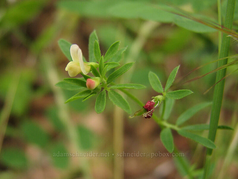small-flowered lotus (Lotus micranthus (Hosackia parviflora)) [Augspurger Trail, Skamania County, Washington]