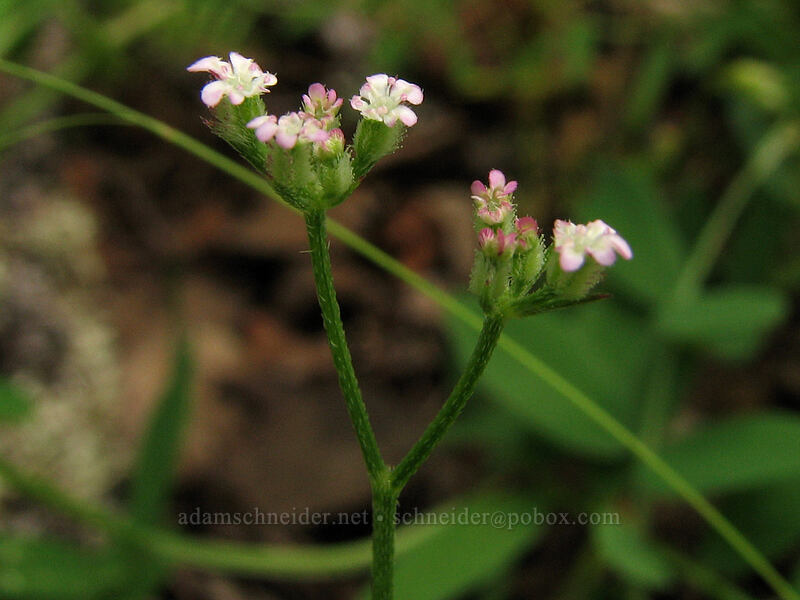 spreading hedge-parsley (Torilis arvensis) [Augspurger Trail, Skamania County, Washington]