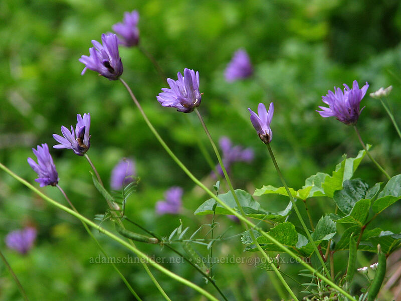 fork-tooth ookow (Dichelostemma congestum (Brodiaea congesta)) [Augspurger Trail, Skamania County, Washington]