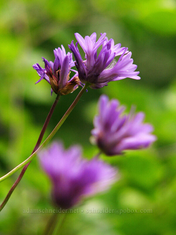 fork-tooth ookow (Dichelostemma congestum (Brodiaea congesta)) [Augspurger Trail, Skamania County, Washington]