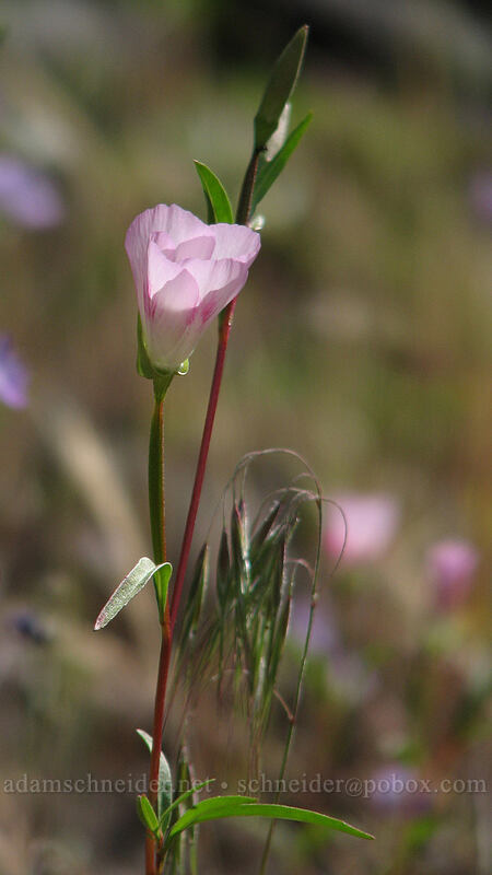 farewell-to-spring (Clarkia amoena) [Augspurger Trail, Skamania County, Washington]