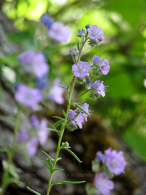 thread-leaf phacelia (Phacelia linearis) [Augspurger Trail, Skamania County, Washington]