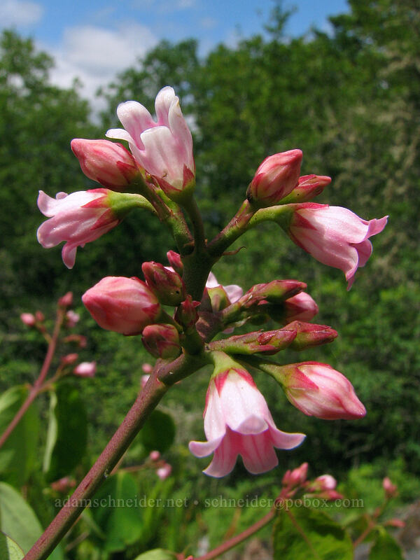spreading dogbane (Apocynum androsaemifolium) [Augspurger Trail, Skamania County, Washington]