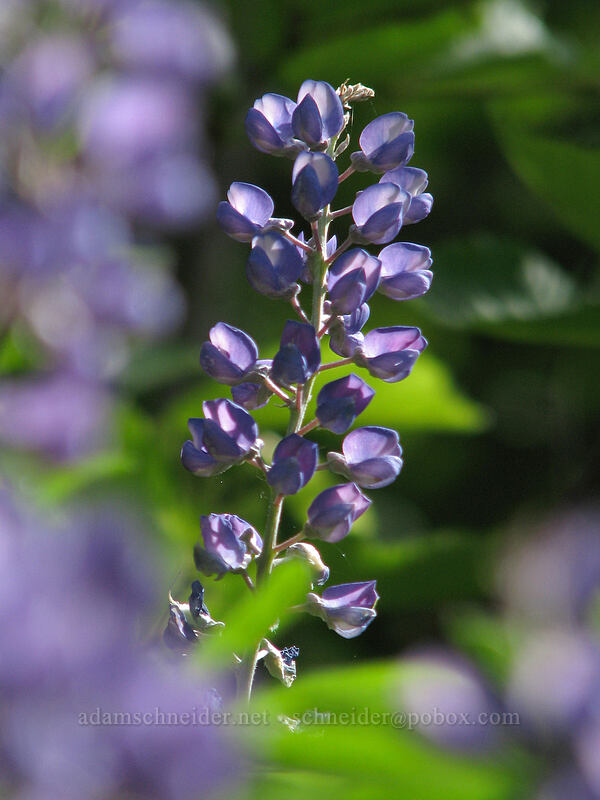 spurred lupine (Lupinus arbustus) [Augspurger Trail, Skamania County, Washington]