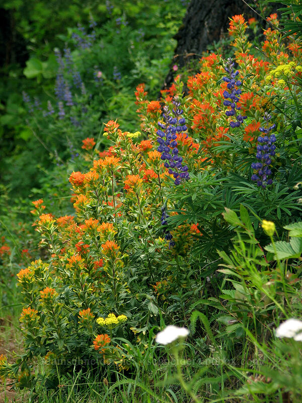 lupine & paintbrush (Lupinus sp., Castilleja hispida) [Augspurger Trail, Skamania County, Washington]