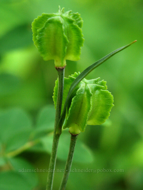 checker/chocolate lily seed heads (Fritillaria affinis) [Augspurger Trail, Skamania County, Washington]