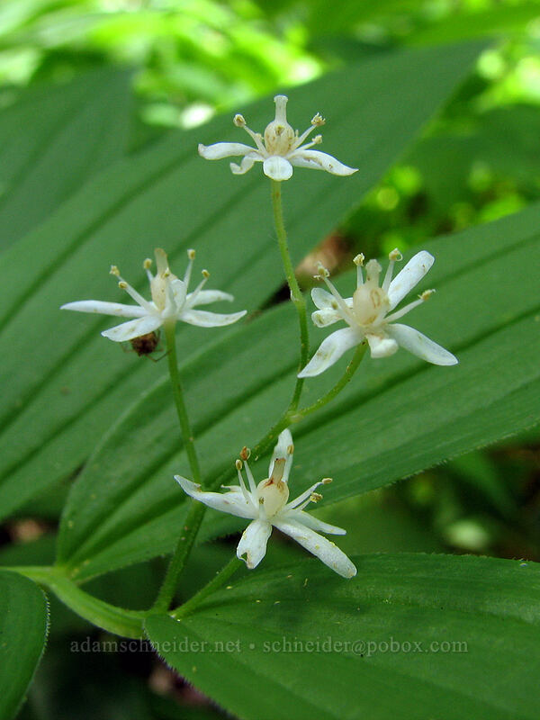 star-flowered Solomon's seal (Maianthemum stellatum (Smilacina stellata)) [Augspurger Trail, Skamania County, Washington]