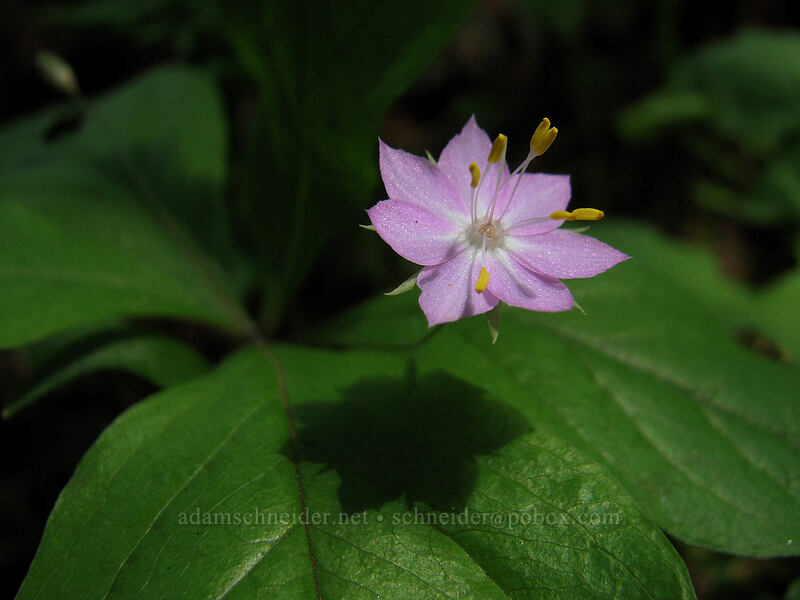 Pacific starflower (Lysimachia latifolia (Trientalis borealis ssp. latifolia)) [Augspurger Trail, Skamania County, Washington]