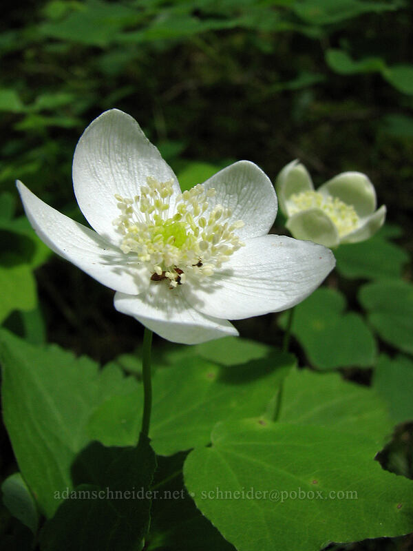 Columbia windflower (Anemone deltoidea (Anemonastrum deltoideum)) [Augspurger Trail, Skamania County, Washington]