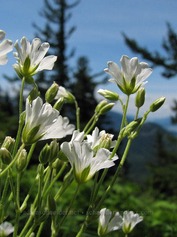 field chickweed (Cerastium arvense) [Dog Mountain, Skamania County, Washington]