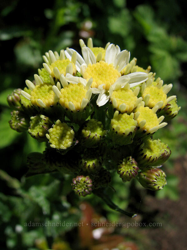 white western groundsel (Senecio integerrimus var. ochroleucus) [Dog Mountain, Skamania County, Washington]