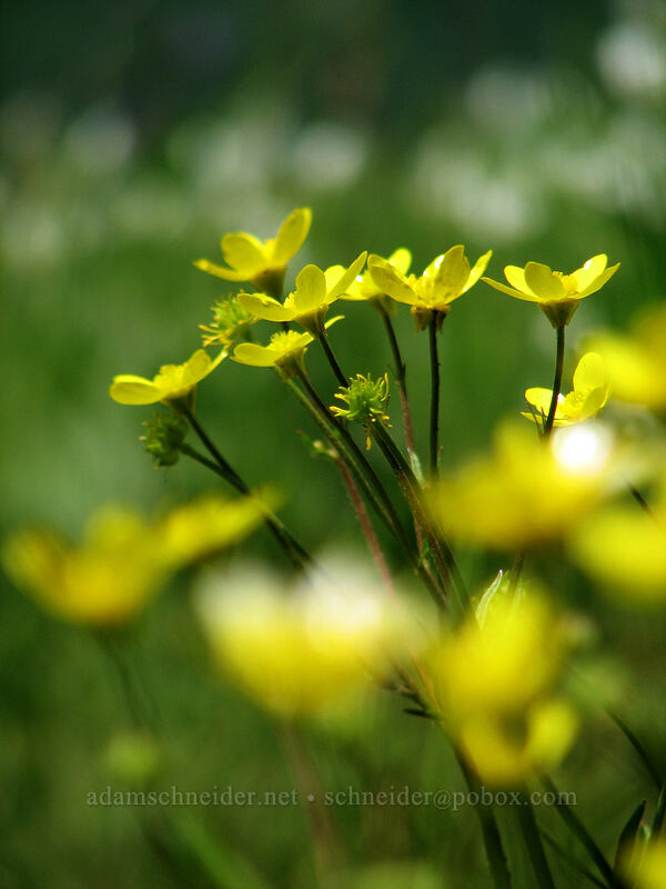 western buttercups (Ranunculus occidentalis) [Dog Mountain, Skamania County, Washington]
