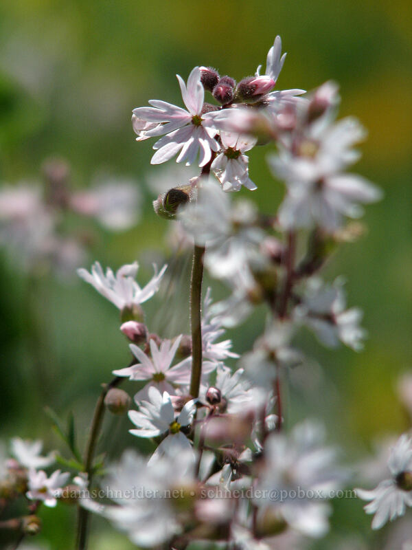 prairie stars (Lithophragma parviflorum) [Dog Mountain, Skamania County, Washington]