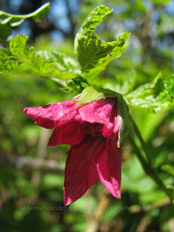 salmonberry flower (Rubus spectabilis) [Dog Mountain summit, Skamania County, Washington]