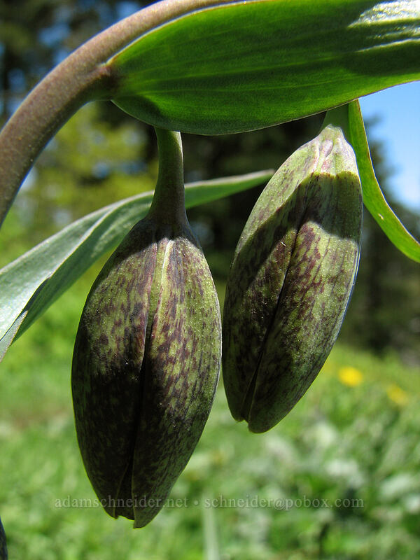 checker lily buds (Fritillaria affinis) [Dog Mountain Trail, Skamania County, Washington]