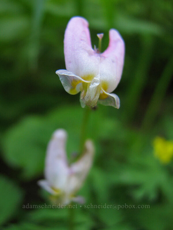 Dutchman's breeches (Dicentra cucullaria var. occidentalis) [Dog Mountain Trail, Skamania County, Washington]