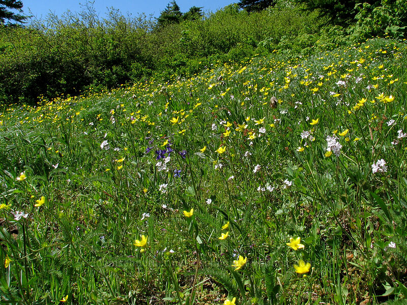 wildflowers [Dog Mountain Trail, Skamania County, Washington]