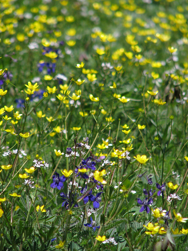 wildflowers [Dog Mountain Trail, Skamania County, Washington]